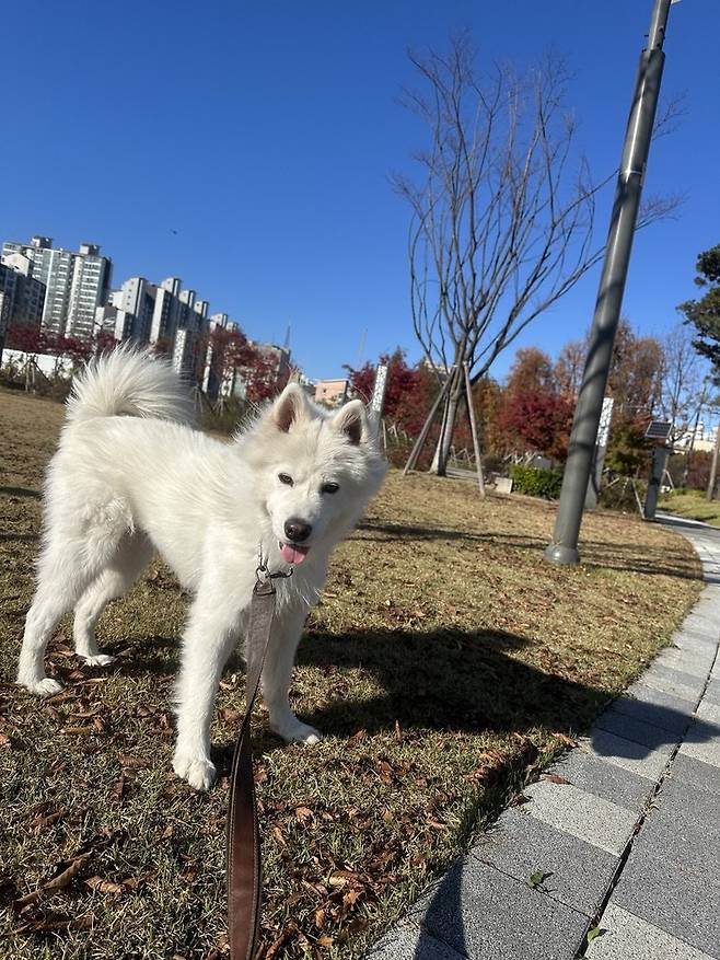 엄청난 털갈이 후 너무 슬림해진 울집 멍뭉이...