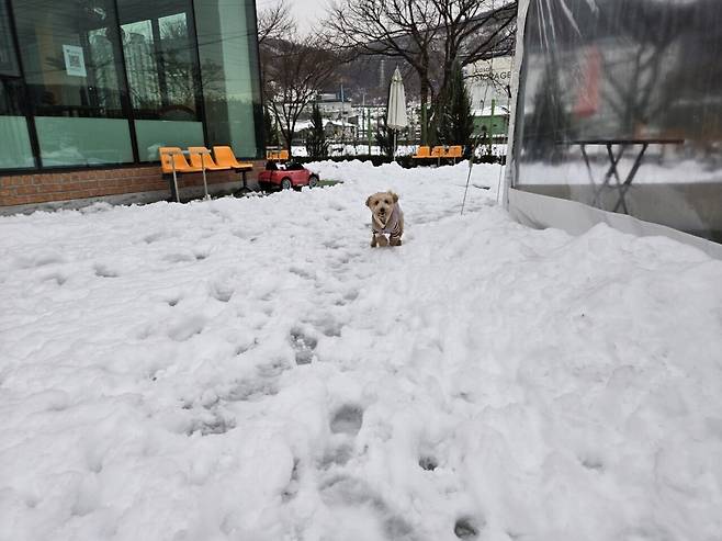 KakaoTalk_20241130_231523246_02.jpg 인기글 강아지 라떼를보고 올린 라떼 고양이 보고 올리는 우리집 라떼