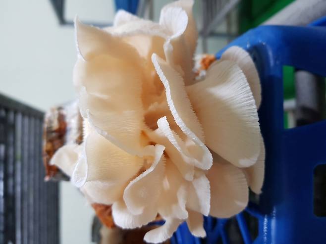 ▲ 참바늘버섯 [전라남도]&nbsp;