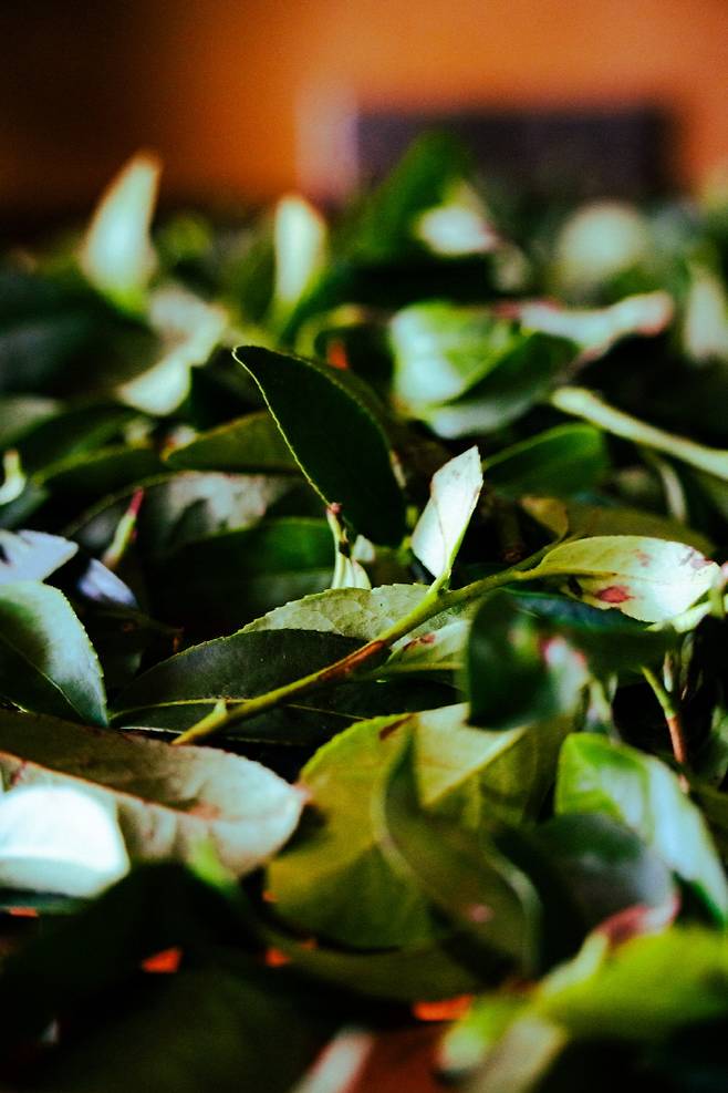 무이산에서는 중국최고의 차로 손꼽히는 대홍포가 만들어진다