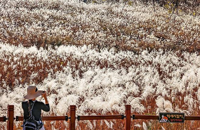 바람에 흔들리는 억새 [사진/백승렬 기자]