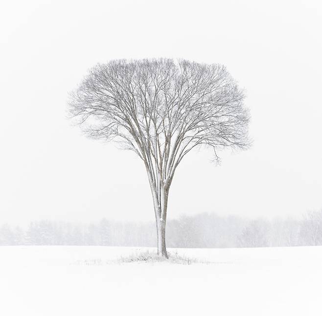 눈폭풍 속 겨울 느릅나무(Winter Elm in Snow Storm) /엔드루 미엘진스키/2024 International Landscape Photographer of the Year