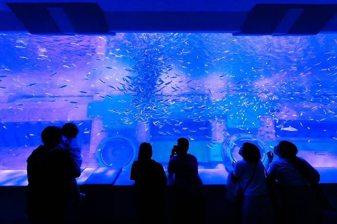 넋을 놓고 보게 되는 물고기 떼