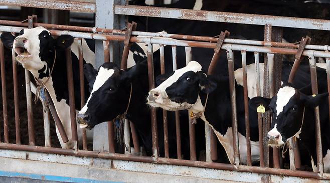 미국 연구진이 조류인플루엔자를 젖소에 옮긴 변이 바이러스가 인간 세포 수용체와 잘 결합해 공기 중으로 확산될 가능성이 높다는 연구 결과를 발표했다. 이 연구는 5일(현지 시각) 사이언스지에 실렸다. 사진은 지난 9월 경기도 이천시 한 젖소농장 모습./뉴스1