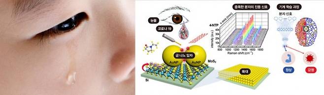 이황화몰리브덴에 입힌 금 나노 입자(왼쪽)와 컴퓨터가 코로나19 바이러스 눈물을 학습하는 과정(오른쪽). 게티이미지뱅크, Samjin Choi 자료 제공