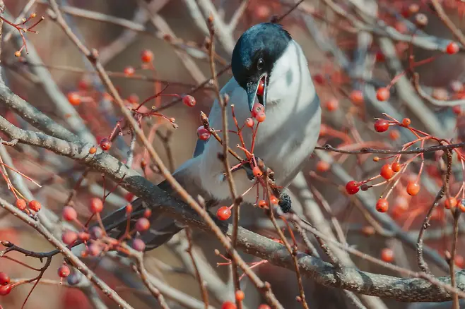 098ef319b78b6ef320a8d3b706f11a394ab0f070297ca6503b