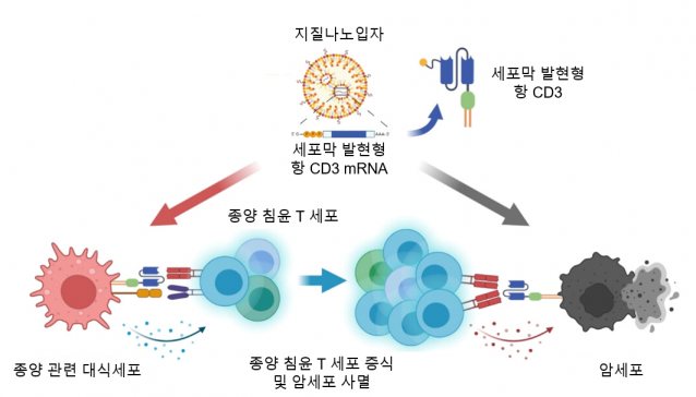 지질나노입자를 통한 종양 침윤 T세포 증식 및 암세포 사멸 전략 모식도.