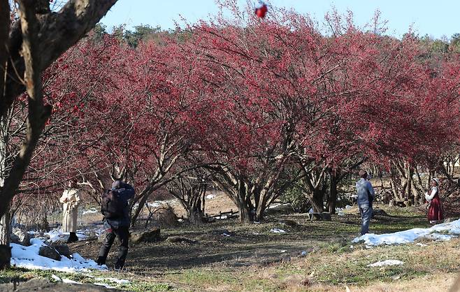 2024년 12월 8일 경기도 이천시 백사면 도립리 산수유 군락지를 찾은 사람들이 붉은 산수유 열매를 배경으로 기념촬영을 하고 있다. /전기병 기자
