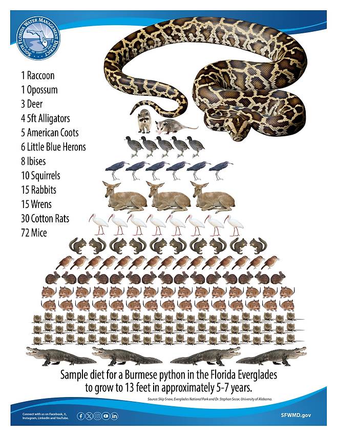 버마비단뱀이 태어나서 7년이 지나 4m 크기로 자랄 동안 먹어치웠을 야생동물을 도식화한 그림./South Florida Water Management District