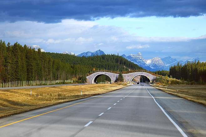 고속도로의 생태 다리 [사진/조보희 기자]