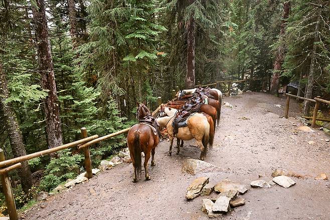 등산객을 태워주는 말 [사진/조보희 기자]