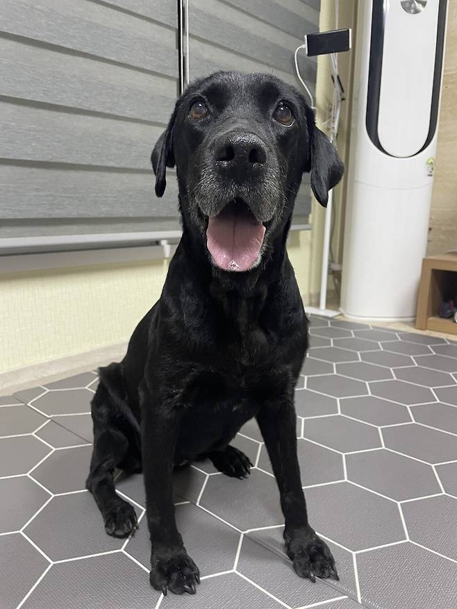 IMG_3787.JPG 아픈 강아지 식사거부 어떻게 하시나요..