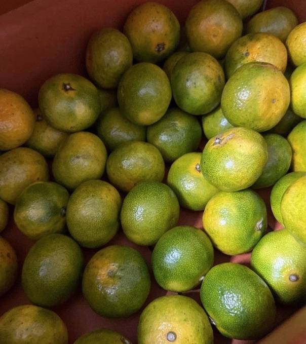 온라인 커뮤니티에 게재된 초록색 귤 사진. 네이버 카페 ‘창원맘스’
