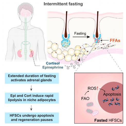 간헐적 단식으로 인한 모낭 줄기세포 세포자살 발생 과정 간헐적 단식을 하면 부신(adrenal glands)이 활성화돼 지방분해가 빨라지고 모낭 줄기세포(HFSC)에 유리지방산(FFA : free fatty acid) 농도가 증가하고 유해한 활성 산소(ROS)가 축적돼 세포 사멸이 발생하는 것으로 나타났다. [Cell, Chen, Liu, and Cui et al. 제공. 재판매 및 DB 금지]