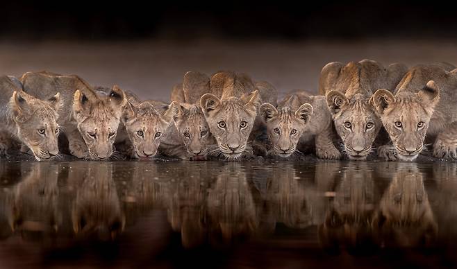 아프리카 보츠와나에서 새끼 사자들이 잔뜩 주변을 경계하며 물을 마시고 있다. / 2024 Nature’s Best Photography