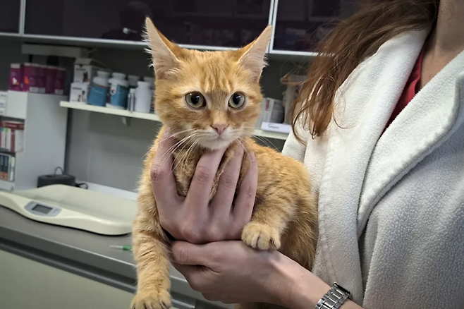 두다와 함께 구조된 고양이 피치. 사진= 루마니아 마라무레슈주 산악구조대