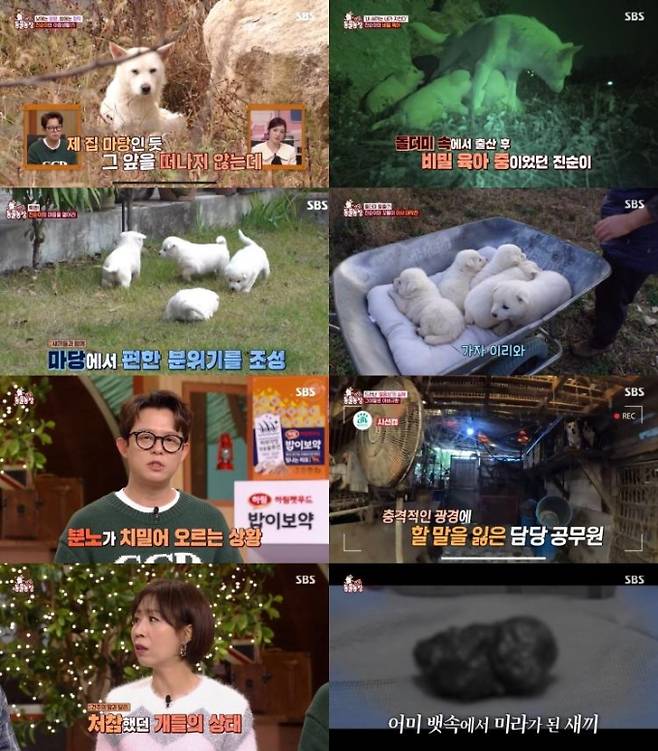 ‘TV동물농장’ 불법 번식장 현장… 최고6.2% (사진: SBS)