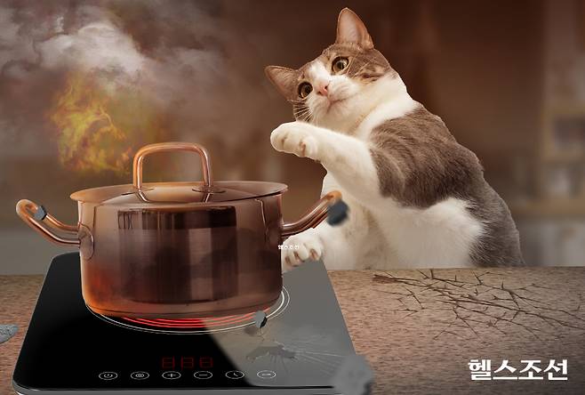 반려동물로 인한 화재 사고는 전기레인지 중에서도 하이라이트에서 자주 일어나고, 개보다는 고양이에 의해 발생하는 편이다./그래픽=김민선