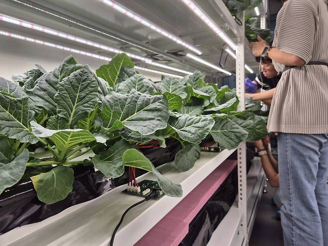 ETRI-서울대 공동연구진이 개발한 플랜트로닉스 기반 식물건강 무인 자동모니터링 시스템을 적용한 실내농업 현장.[ETRI 제공]