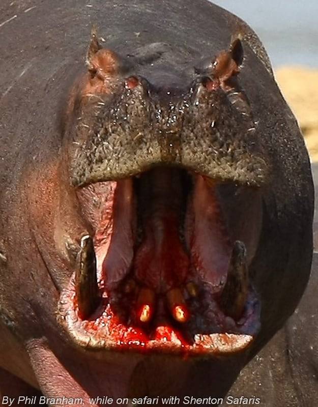 하마들은 세력다툼 상황에서 입게 된 상처를 훈장같은 전유물로 여긴다./Phil Branham. Shenton Safaris