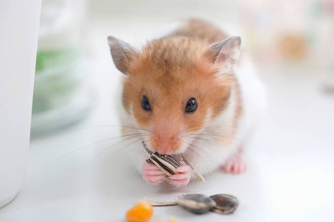 해바라기씨는 햄스터 주식이 아닌 간식으로, 하루 2알이 적당하다. 말린 과일을 지나치게 먹이면 당뇨병이 생길 수 있으니 주의한다./사진=클립아트코리아