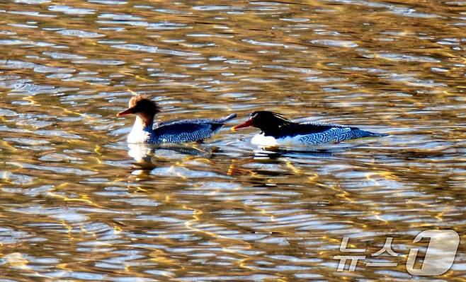 천연기념물이자 멸종위기 야생생물 1급 호사비오리가 18일 경북 고령군의 한 하천에서 발견됐다. 기러기목 오리과로 시베리아와 중국 북동부지역에 분포해 있으며 국내에서는 보기 힘들다. (생태사진작가 이내석씨 제공) 2024.12.18/뉴스1 ⓒ News1 최창호 기자