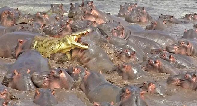 악어가 수많은 하마에게 둘러싸여 생존의 위협을 받은 순간./Latest Sightings