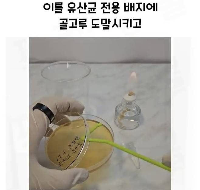 Screenshot_20241218_183042_Video Player.jpg 요구르트 유산균 수를 세는 방법.jpg