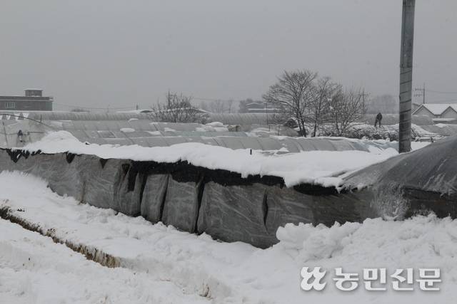 지난 11월 기록적인 폭설이 내린 경기 평택 진위면 하북리 일대에 눈의 무게를 이기지 못해 주저앉은 비닐하우스들. 농민신문DB