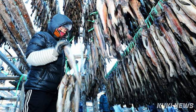 최근 기온이 영하권으로 뚝 떨어진 지난 21일 전국 최대의 황태 생산지인 강원 인제군 용대리 황태덕장에서 주민들이 황태 덕걸이 작업에 한창이다.