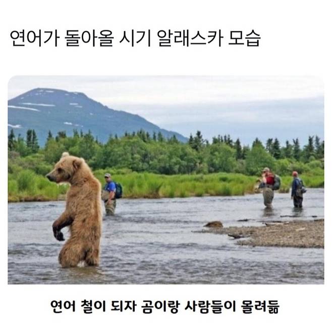 평화로운 연어철 알래스카.jpg