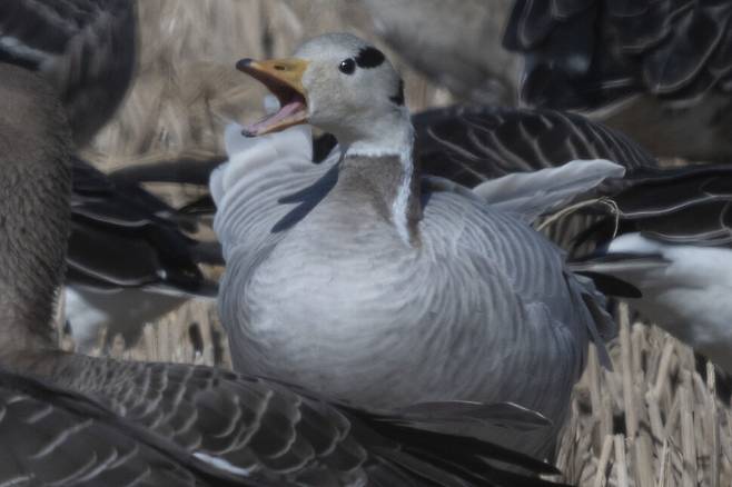 자리가 불편한지 주변에 소리를 내면서 불편한 심기를 드러내는 줄기러기.