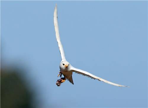 새 사냥한 맹금류 황조롱이 [촬영 유형재]