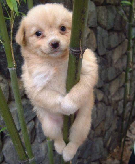 921bad58223e9d38eab8172d1dec8c91fc5bfee37135a135ee035ea93a6c0203.jpg "그럼 죽어" 개죽이의 최후