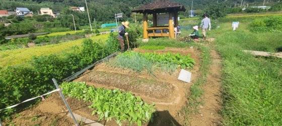 부산시가 내년부터 고향사랑기부제 답례품으로 공영 텃밭 분양권을 선착순으로 제공한다고 23일 밝혔다. 텃밭 분양권은 기장군 철마면 10구좌, 강서구 신호동 20구좌다. [사진 부산시]