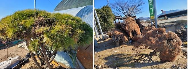 지난 9월 소나무재선충병 확산으로 고사된 소나무(오른쪽)와 나노입자 기반 소나무재선충 방제약 '원샷'으로 방제돼 12월 현재 병 확산이 멈춘 소나무(왼쪽).