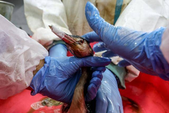 지난 15일 러시아 유조선 두 척이 흑해 케르치해협에서 악천후로 침몰하는 사고가 발생해 기름이 유출된 가운데 25일 기름 정화작업 중인 크라스노다르주 한 마을의 자원봉사센터에서 자원봉사자들이 기름으로 뒤덮인 논병아리의 기름을 제거하고 있다. 크라스노다르=타스 연합뉴스