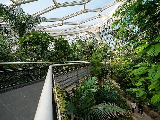 서울식물원_스카이워크를 걸으며 키 큰 나무를 눈높이에서 바라볼 수 있다_박산하 촬영