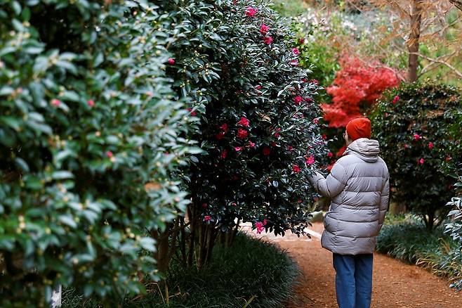 1004섬분재정원_ 애기동백숲길_이시우 촬영