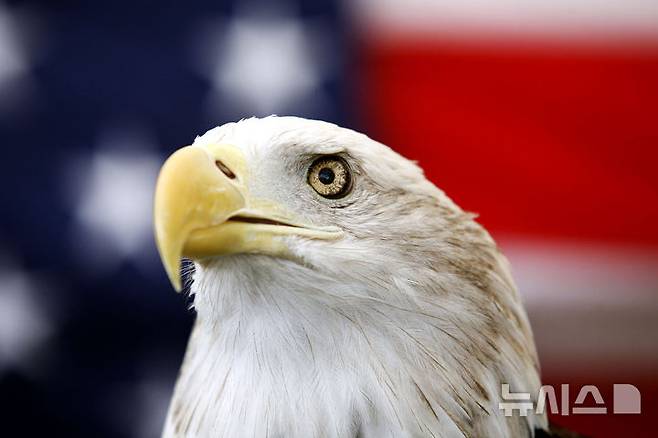 [오데사=AP/뉴시스] 조 바이든 미국 대통령이 24일(현지시각) 흰머리수리( bald eagle)를 미국 국조(國鳥)로 지정하는 법안에 서명했다. 사진은 2013년 9월11일 텍사스 오데사에서 열린 한 행사에 등장한 25살의 흰머리수리 '엉클 샘'의 모습. 2024.12.26.