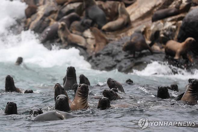 페루 팔로미노 섬의 바다사자 무리 [EPA 연합뉴스 자료사진. 재판매 및 DB 금지]