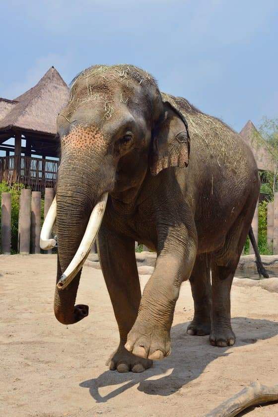 singlebungle1472-20241228-213852-003-resize.jpg 신기신기 에버랜드의 명물 말하는 코끼리 코식이