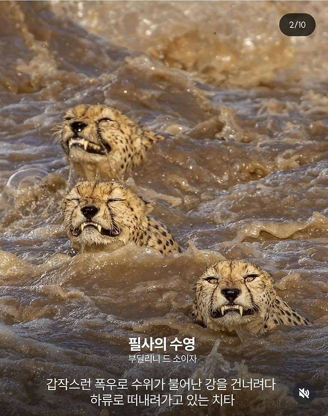 IMG_4557.jpeg 2024 네이처가 선정한 올해의 과학 사진