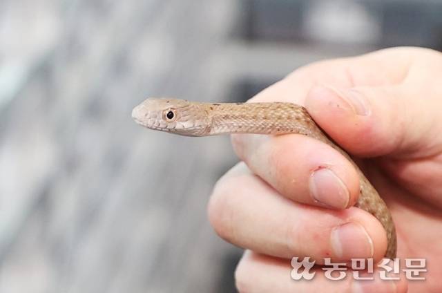 ‘요나구니 킹 렛 스네이크’ 베이비.