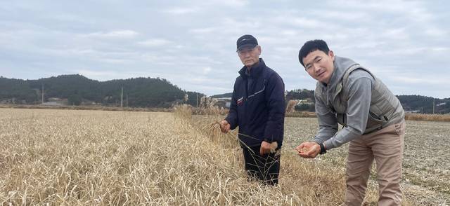 전남 완도군 약산면에서 30년 가까이 간척 농지를 임차해 농사를 지어온 정창섭씨(왼쪽)와 임효상 완도군 약산면 태양광반대청년투쟁위원회 사무국장이 올해 벼 수확을 포기해 방치된 논을 둘러보고 있다.
