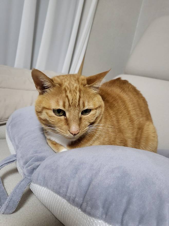 못된고양이 첼린지