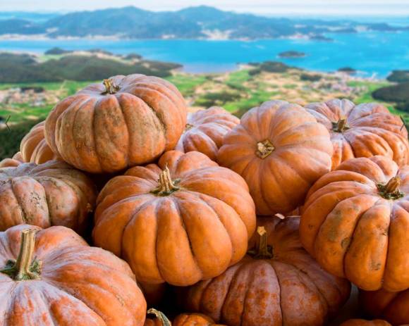 늙은 호박에는 먹으면 다이어트, 노화방지, 암 예방 등 다양한 효과를 볼 수 있다. 사진은 늙은 호박. [사진=명랑농원]