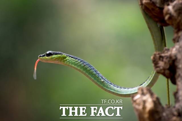 2025년은 '푸른 뱀의 해' 을사년이다. /게티이미지뱅크