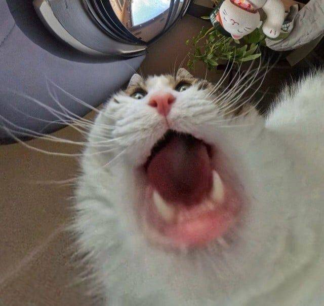 d4edcf0acec2035cb3fa645ab963749c874bf82263019aad3827376ace2bf9b2.jpg 고양이 급식기에 카메라를 달아 보았다