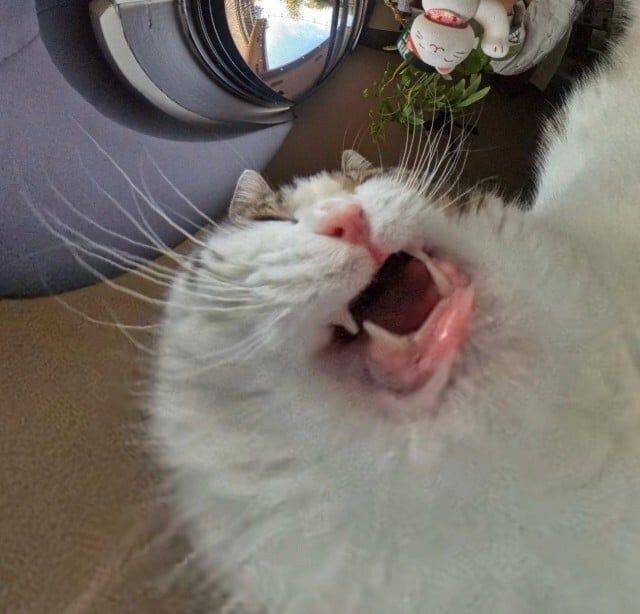 2a0e544a08ff481d5c9560889589ecd53b3dba9d95ee875a79201d429ed6f3f9.jpg 고양이 급식기에 카메라를 달아 보았다